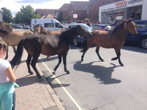 horses in the street in brockenhurst